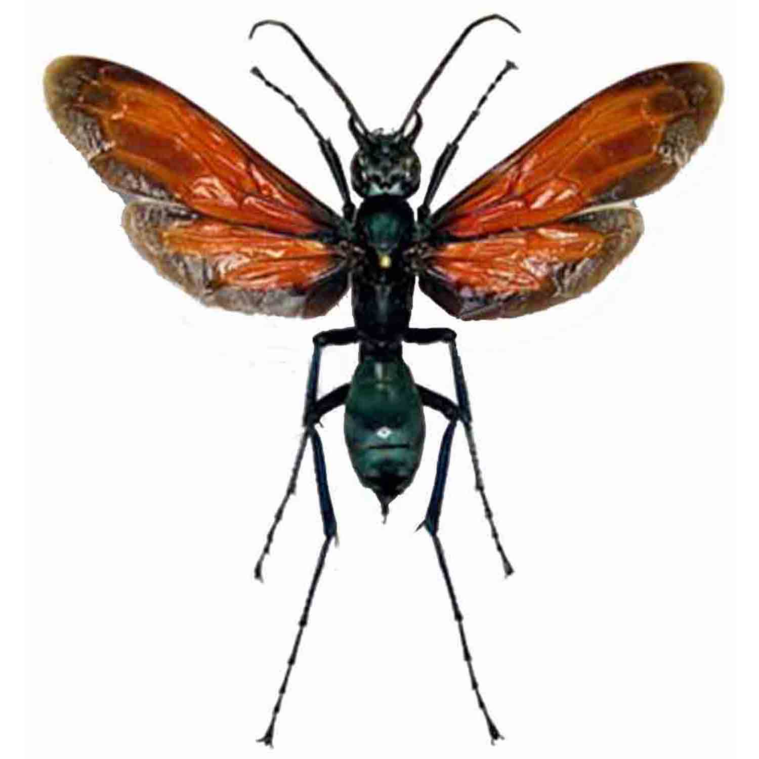 標本 Brazil Pepsis heros 111mm super big RARE (1) Tarantula Hawk Wasp Pepsis Heros Big Real Insect